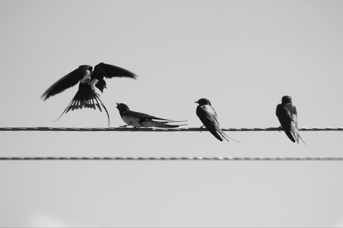 Pássaros em voo — Método Spatz